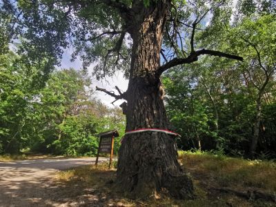 Bútorgyár zár be – 500 fafeldolozó gépetmberendezést, gyártókapacitást árvereznek