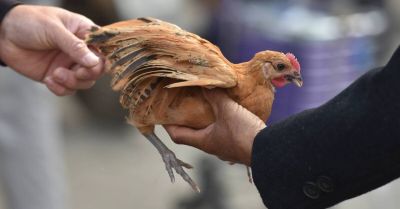 Már a települések tizedét elérte a madárinfluenza új járványa, az Alföldön a legrosszabb a helyzet