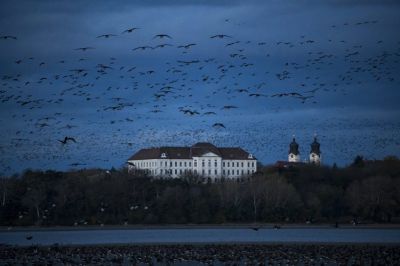 Milyen az, amikor egyszerre szállnak fel a vadludak?