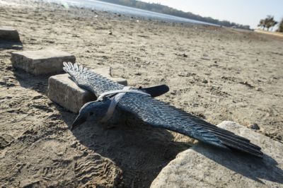  Orosz és skandináv madármigránsok lepik el a tatai tavat  