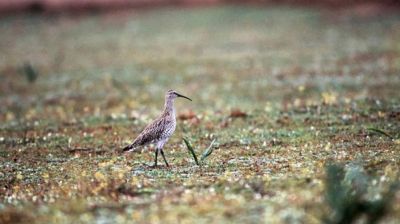 Magyarországon látták utoljára, most kihaltnak nyilvánították ezt a madárfajt