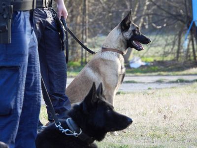 Mancs, a keresőkutyus mentette meg az idős férfit Szekszárdon