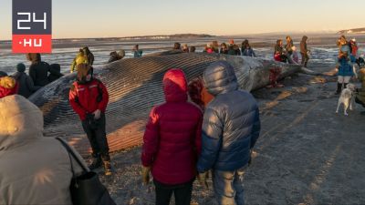 A világ második legnagyobb állata sodródott partra Alaszkában