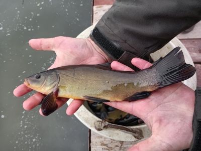 Bajáról érkezett 300 kilónyi compó