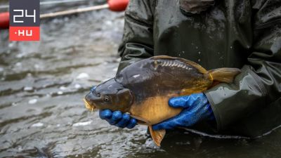 Mutatjuk, mennyibe kerülhet idén a karácsonyi ponty, harcsa