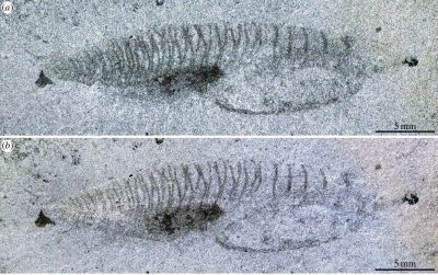 Ez a 2 centiméternél is kisebb fosszília lehet a hiányzó láncszem az evolúcióban