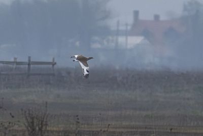 Igazi madárritkaság bukkant fel Kardoskúton