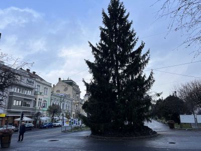 Természetes fenyőfa díszíti idén Marosvásárhely főterét