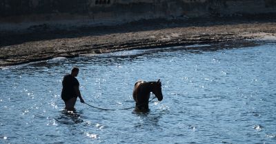 Ön szerint jön vagy megy a képen látható ló? A válasz fontos dolgot árul el a személyiségéről