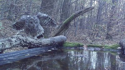 Óriási bagoly jelent meg a Mecsekben