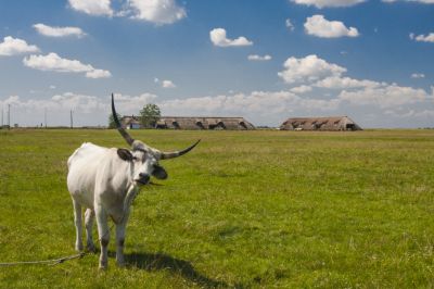 Túljelentkezés van az agrártámogatásokra, jövőre még több pályázat érkezik