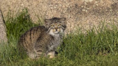 Visszaengedtek a természetbe egy vadmacskát a Budakeszi Vadasparkból