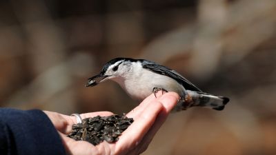 A téli madáretetés 5 alapszabálya