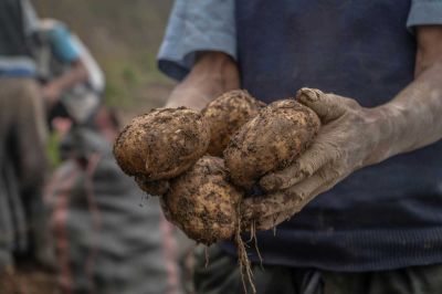 APIA-támogatások: december elsejétől utalják a maradék összegeket