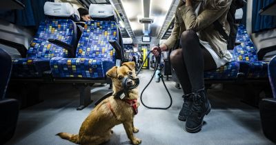 Nagy bejelentés a MÁV-tól: jövőre ingyenes lesz a kutya- és kerékpárszállítás Budapesten