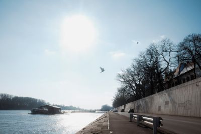 Szeretik a dankasirályok Szegedet, ahol ritka fajokat is megfigyeltek