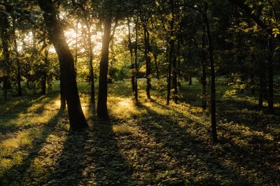 Hároméves menekült kisfiút találtak az ásotthalmi erdőben