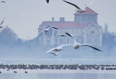 Immáron élő közvetítésben nézhetjük a vadludak tízezreit a Tatai Öreg-tó medréből