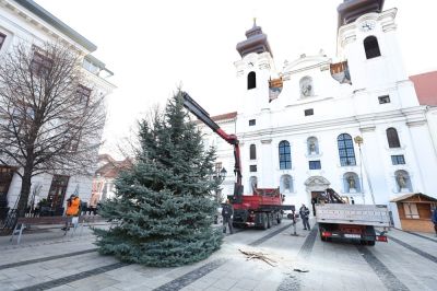 Nyolc méter magas ezüstfenyő Győr idei karácsonyfája