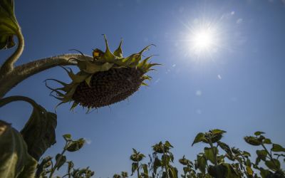 Az augusztus volt az év legszárazabb hónapja