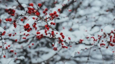 December a kertben: hoztuk a legfontosabb munkák listáját