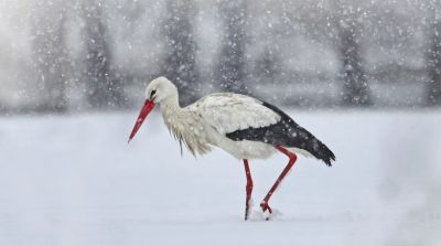 Most már végképp a miénk leszel?