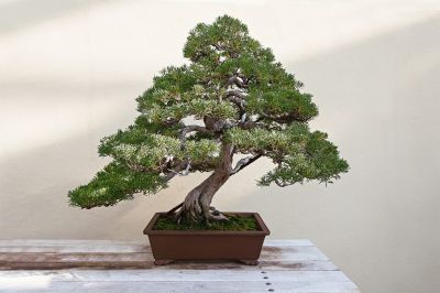 Bonsai kisokos, avagy milyen fajt válassz, ha az tél beköszöntével is zöldre vágysz?