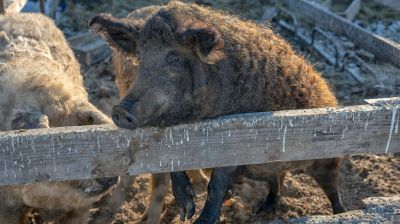 Ellenőrzik ezeket a magyar gazdaságokat: különleges állatot tenyésztenek