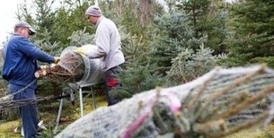 Mutatjuk, hogyan alakulnak a fenyőfaárak karácsony előtt