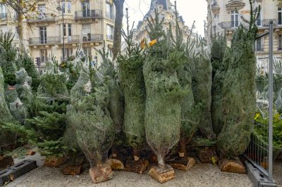 Így válaszd ki a januárig zöld, tökéletes karácsonyfát