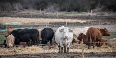 Nem adják fel a téeszutódok, politikai ellenszélben is még  340 mezőgazdasági szövetkezet működik itthon