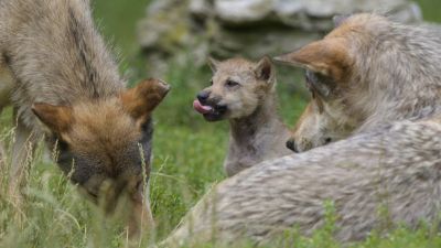 Kilőtt három farkasnak hitt állatot egy svájci vadőr, de nem farkasok voltak