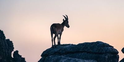 Nemcsak a kutyák, de a kecskék is képesek megjósolni a földrengéseket