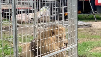 Tizenkét oroszlánt mentettek ki állatvédők egy cirkuszból