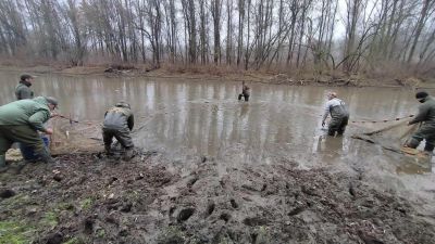 25 millió forint értékben mentettek halat a Tisza árterében