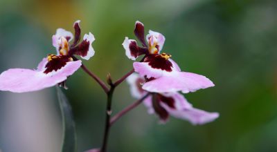 Az illatos Oncidium orchidea gondozása: ezt kell tenni, hogy újra virágozzon