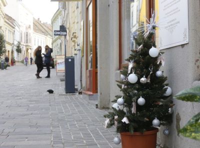 Januárban a Biokom örökbe fogadja a földlabdás fenyőket