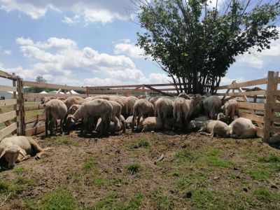 Kiskérődzők pestise: felszámolták az utolsó gócpontot is az országban