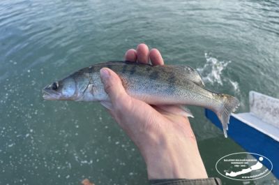 Kihelyezték a kötelező süllőmennyiséget a Balatonba