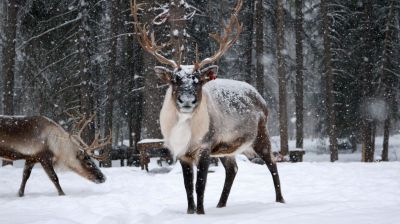 Rénszarvasok vontatták a fogatot, ami árokba borult az M6-oson