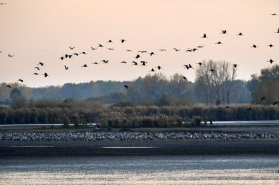 A vonulómadarak betegségek terjesztésében játszott esetleges szerepét vizsgálják