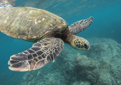 A mocsári teknősök élőhelyének megóvására indult fejlesztési projekt a magyar-szlovák határ térségében