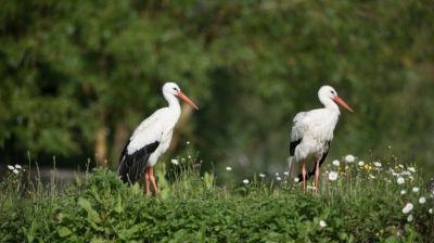 Másfél milliárdból épül kilátó és menedék a gólyáknak