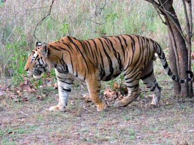 Szörnyű tragédia: megölt egy tigris egy állatkerti gondozót