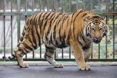 Tigris tépett szét egy gondozót egy román állatkertben