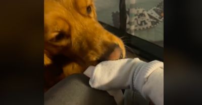 Lekamerázta a nő, hogy ölelkezik a golden retriever a babával: amit ezután tett, milliókat nevettet meg - Videó