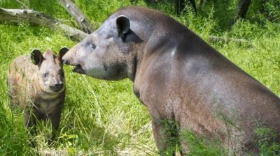 Elpusztult Jenny a szegedi Vadasparkban, jelenleg nincs is tapír az intézményben