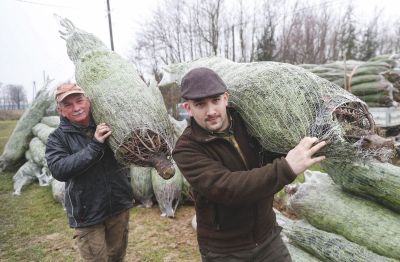 Idén is a luc-, a Nordmann és az ezüstfenyő a sláger