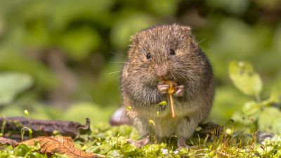 Rágcsálók a ház körül – 1. rész