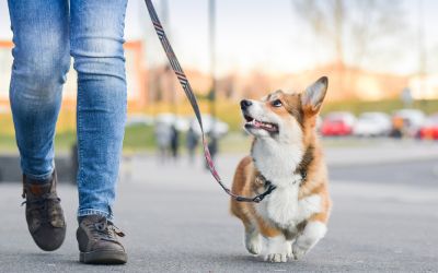 Ennyi kutyaadót fizetnek a városokban — mutatjuk, mennyi ideje van rá!